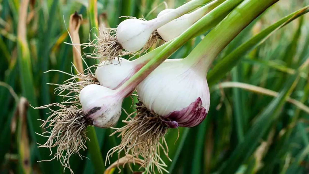Growers Guide for Green Garlic 3 Planting garlic cloves
