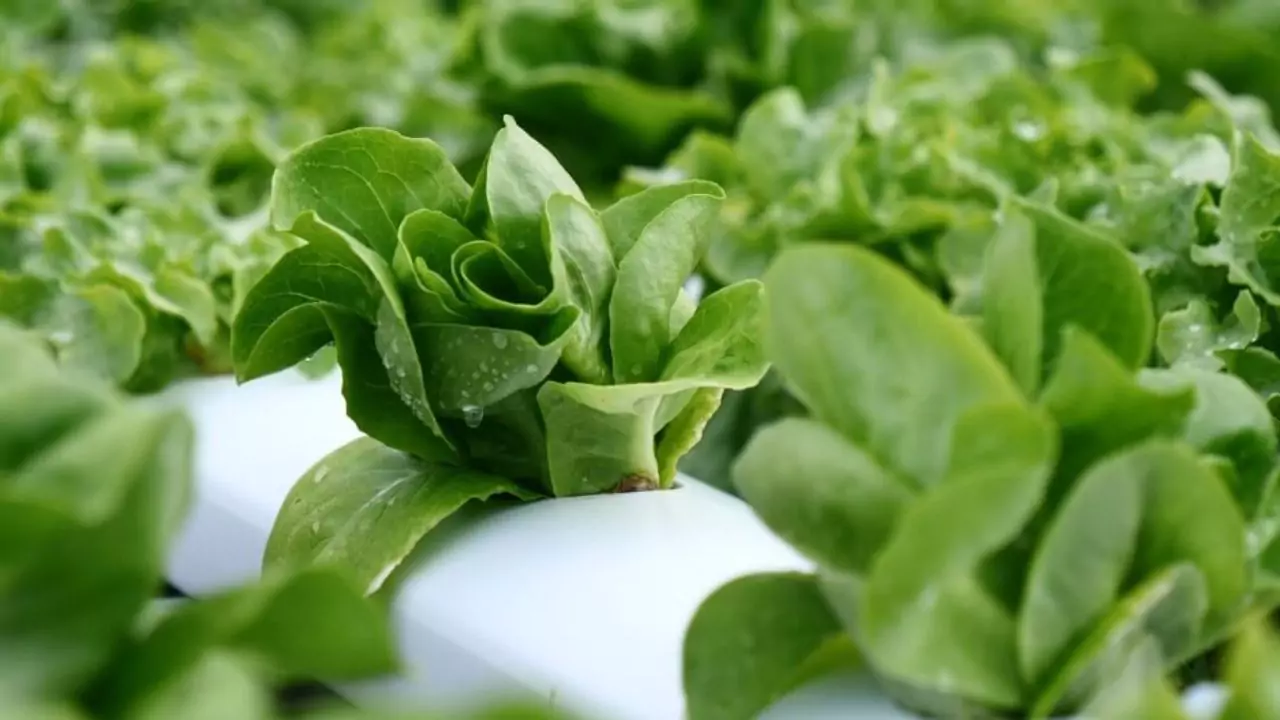 How Long Do You Need to Wait Before Planting in Aquaponics