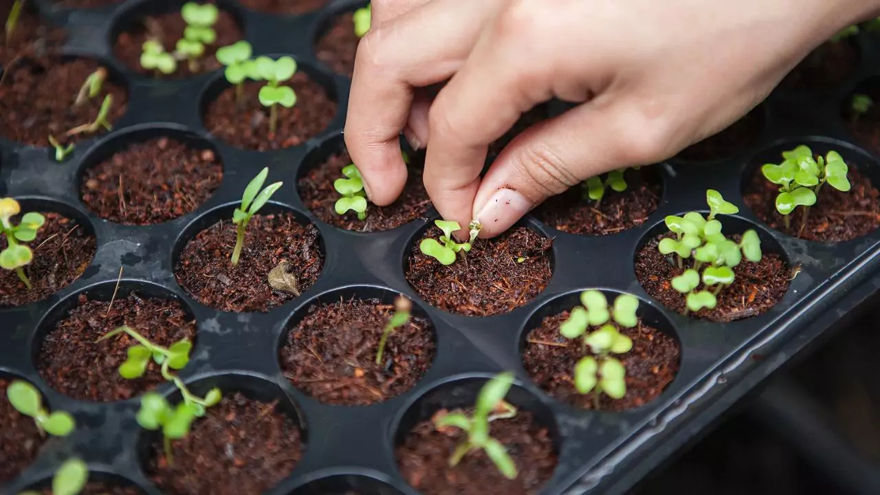 Growing Hydroponic Vegetables for Profits