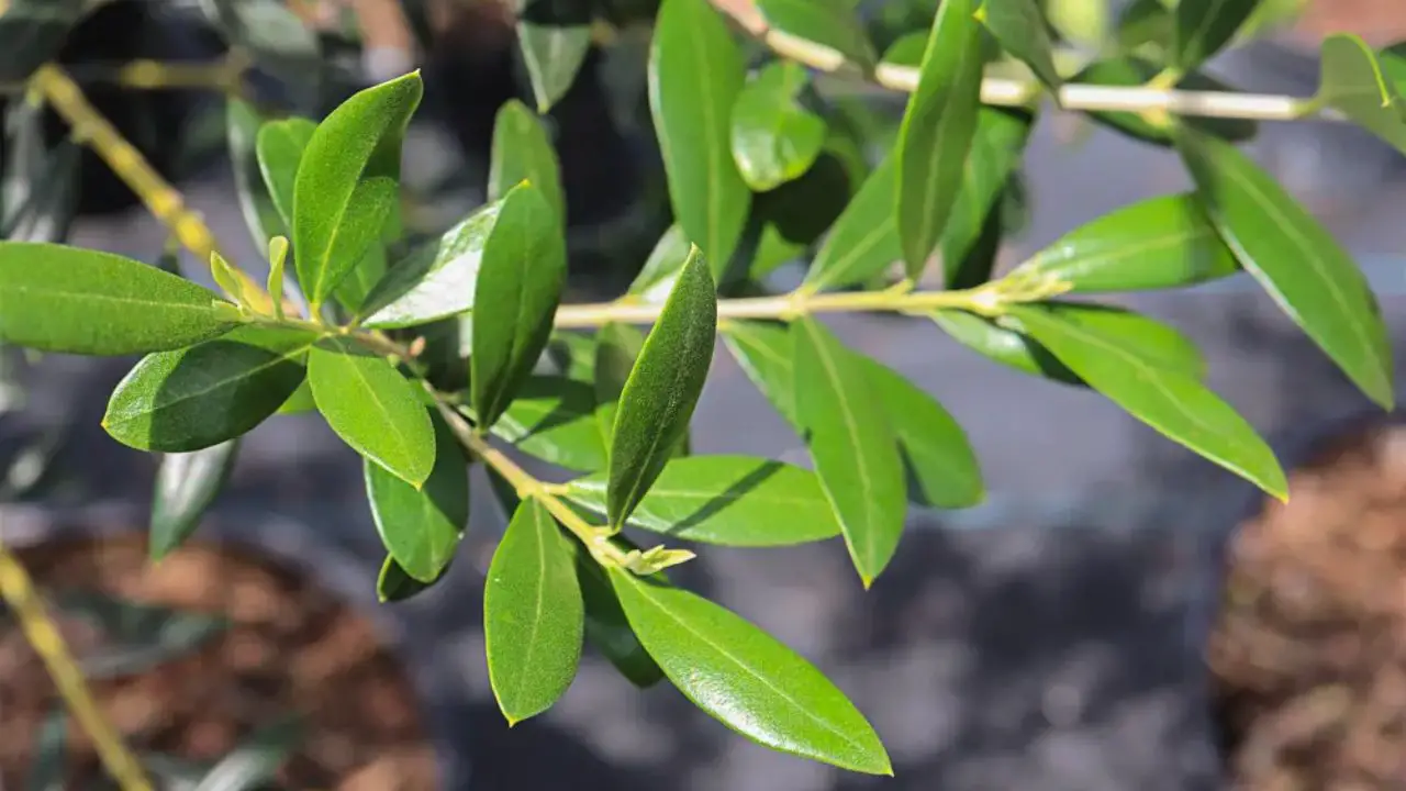 What’s the Best Soil to Use for Olive Trees in Pots? 3 Pot for olive tree