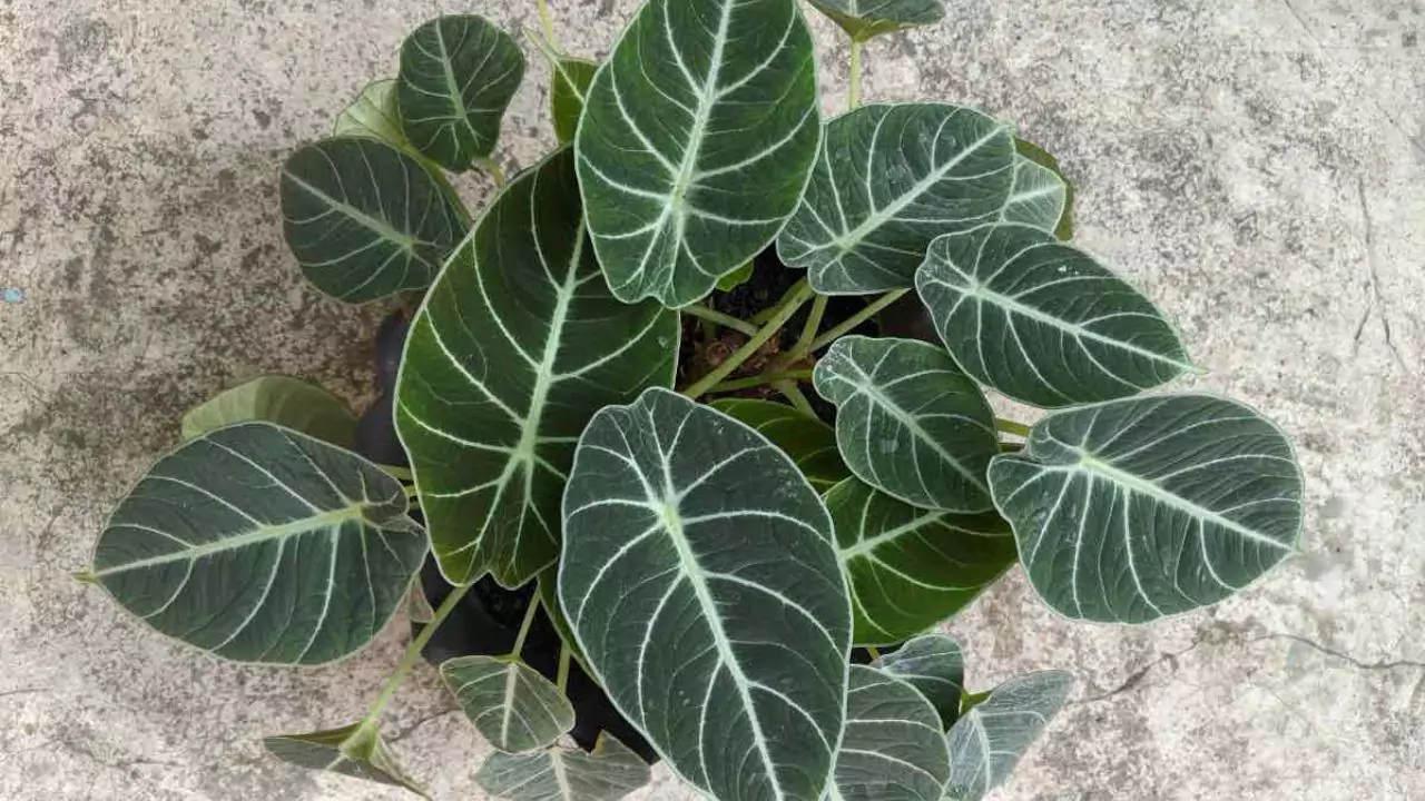 Potted Alocasia Black Velvet