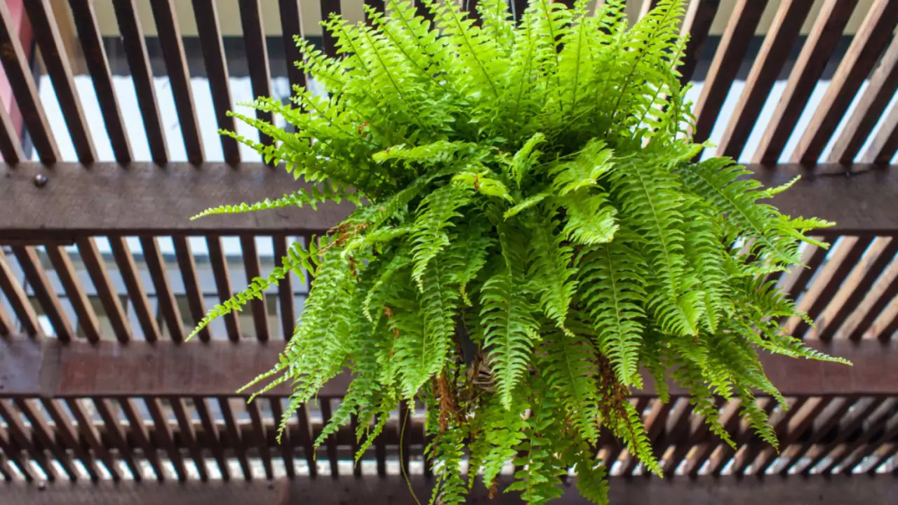 Potted Boston fern