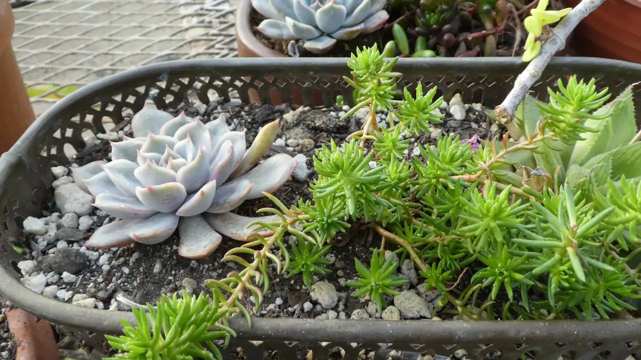 An Succulents Grow In Moss? 2 Potting arrangements
