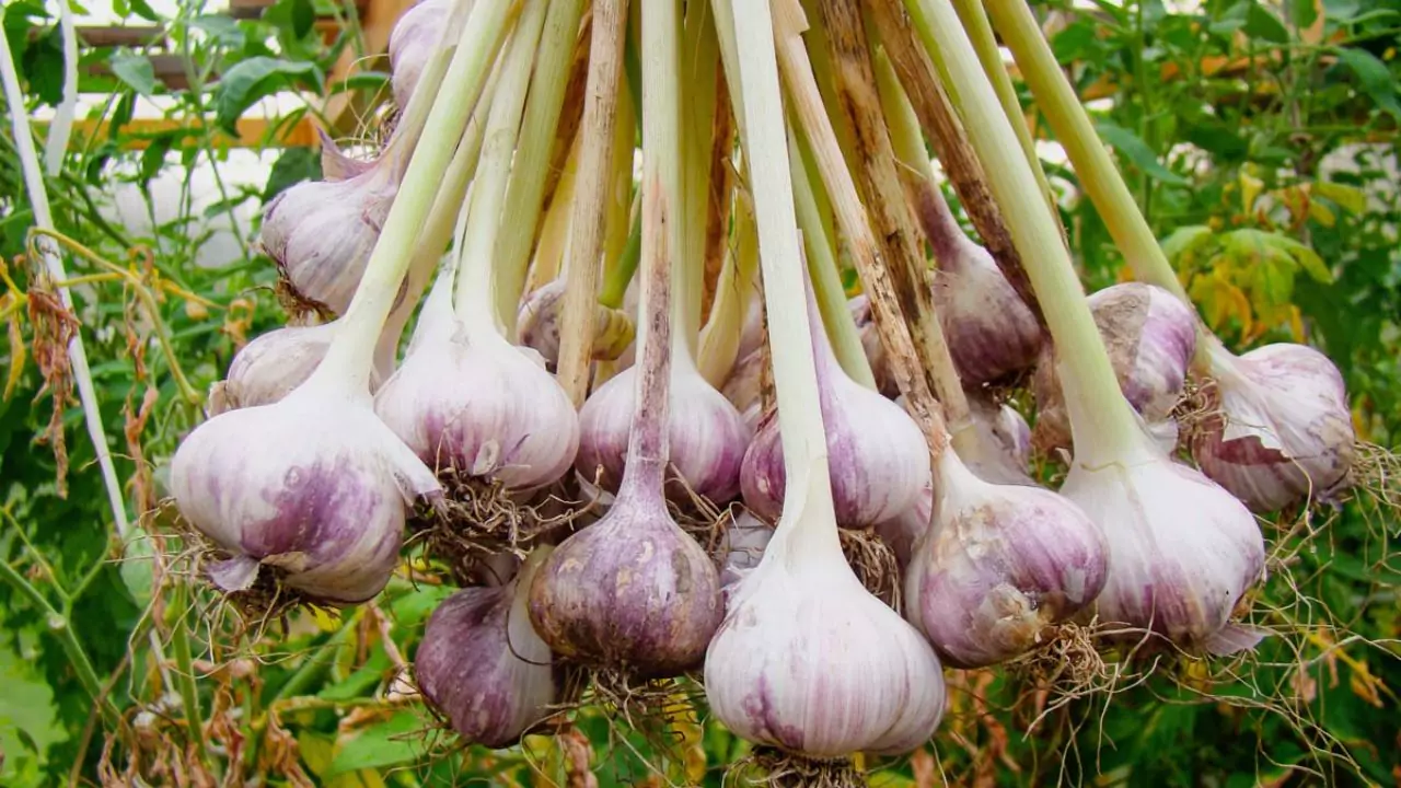 Growers Guide for Green Garlic 5 Protect green garlic from pests