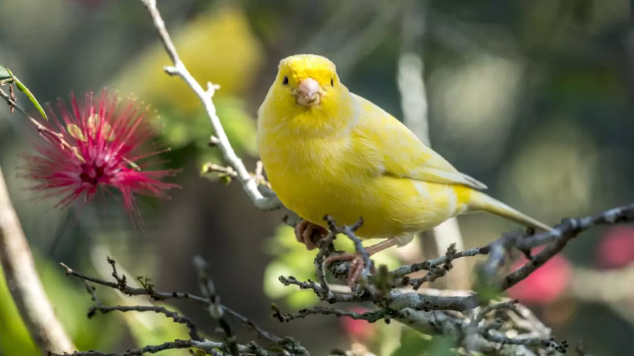 Can Canaries Live Outside