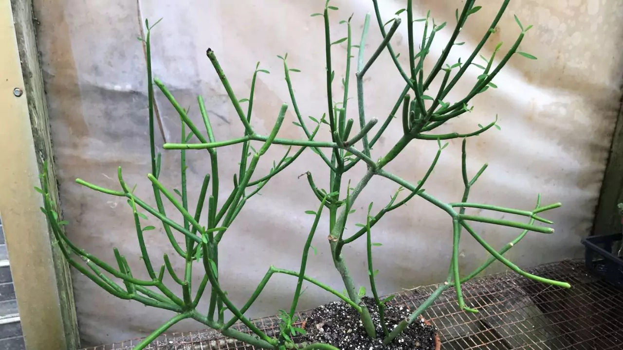 Provide Proper Aeration