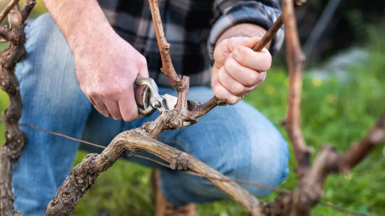 How to Make a Tree Grow New Branches 3 Pruning branches tips