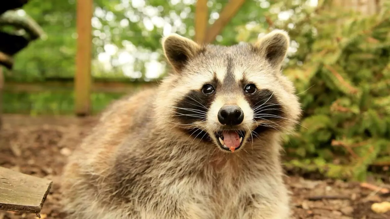 Raccoon