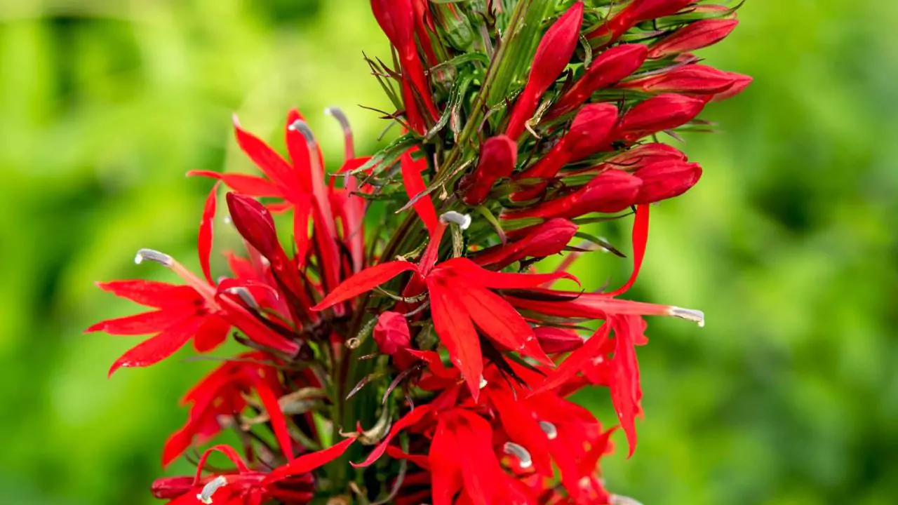 Do Pond Plants Die in Winter