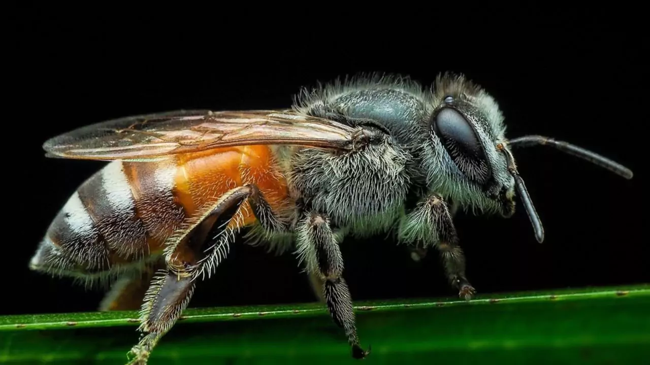 Red dwarf honey bee – Apis florea