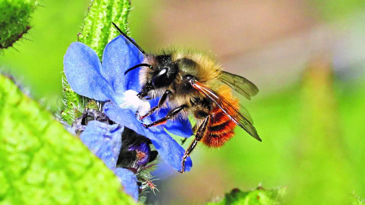 31 Most Common Bees In Our Gardens