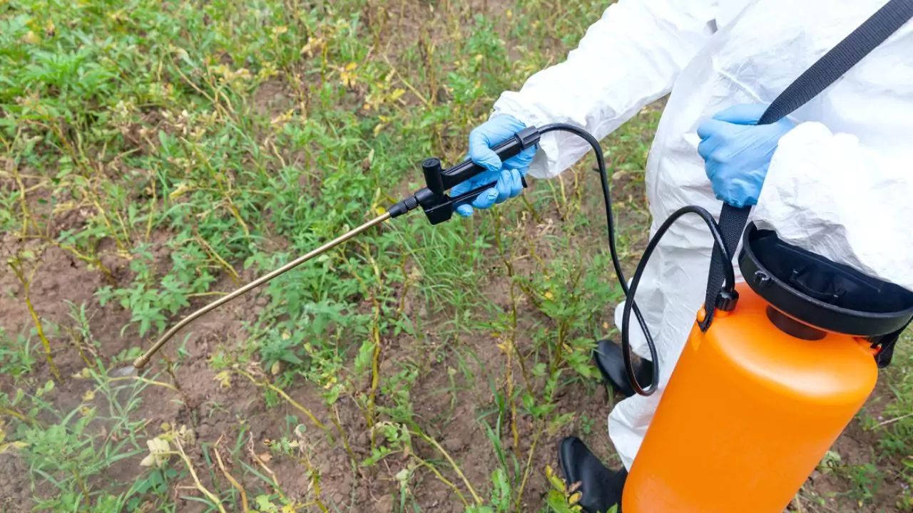 How to Quickly Kill and Remove Ivy From Trees and Walls 6 Repeat applications of herbicide are usually necessary