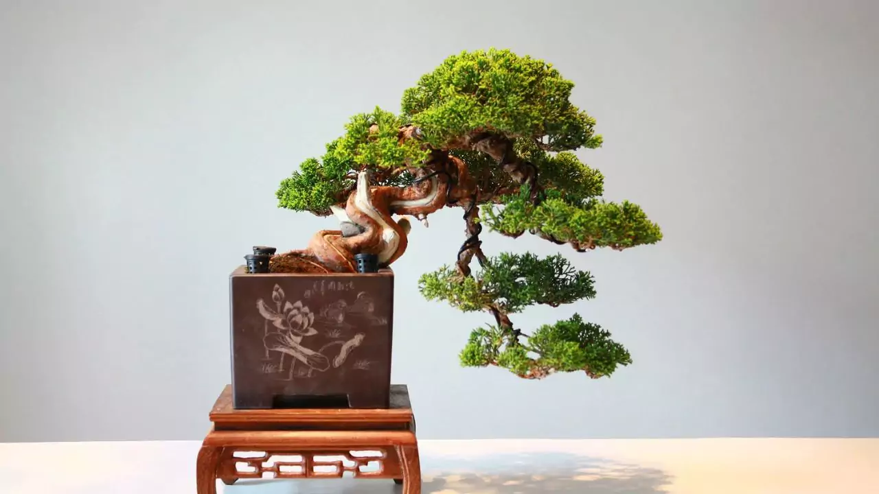 How To Thicken Bonsai Branches