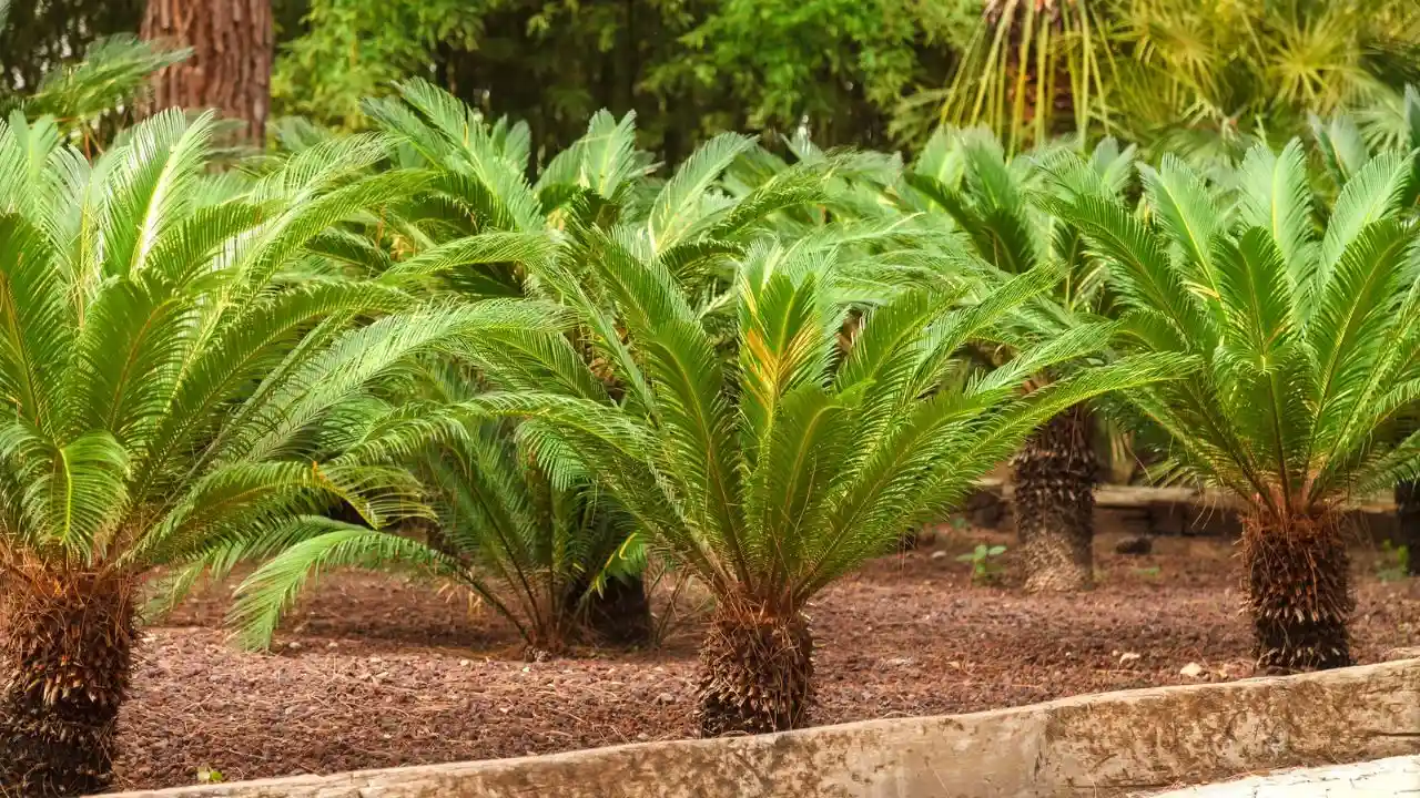 What Temperature Will Kill a Palm Tree 9 Sago palm tree