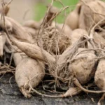 Can You Leave Dahlias In The Ground Over Winter