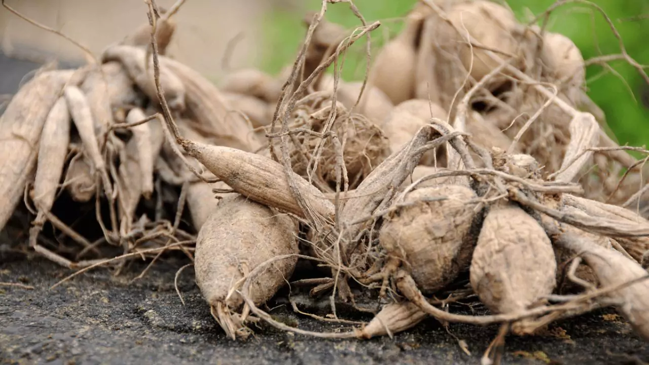 Can You Leave Dahlias In The Ground Over Winter