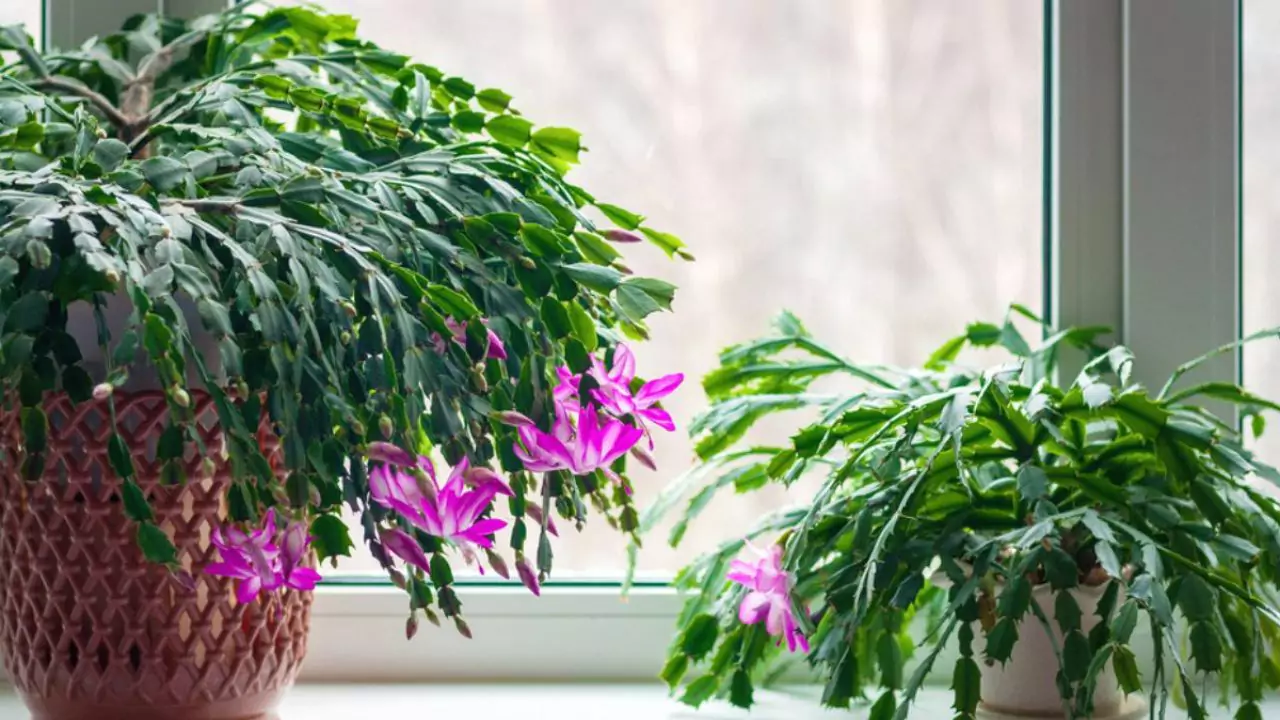 Are Succulents Good House Plants