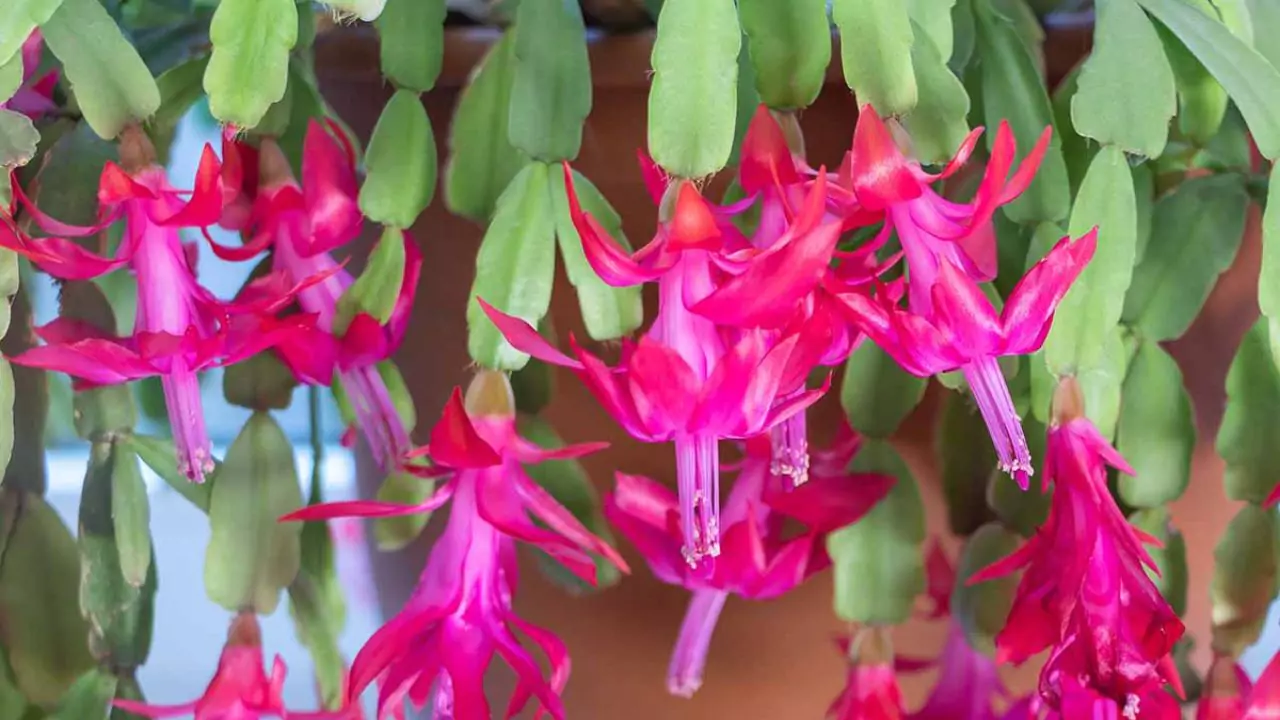 Do Succulents Go Dormant in Winter