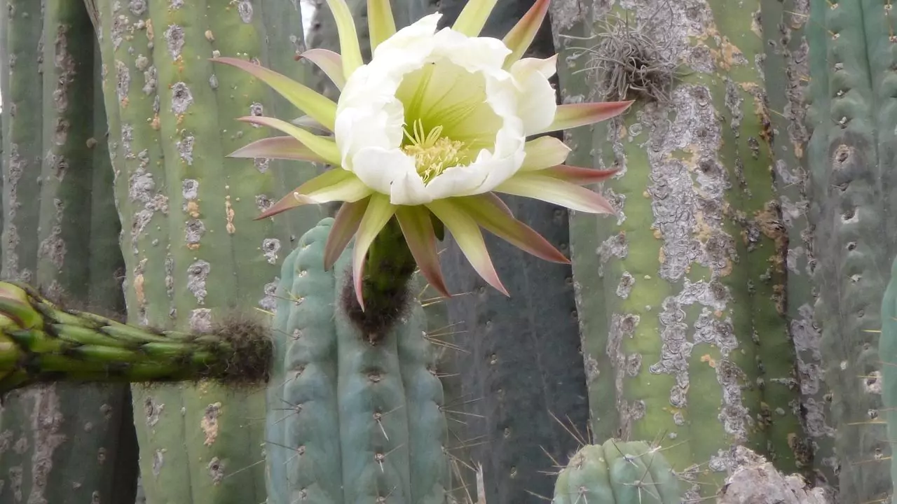 Senita Cactus