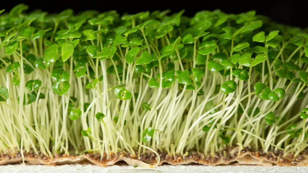 When to Harvest Chia Microgreens In 6 Easy Steps 3 Serving chia microgreens
