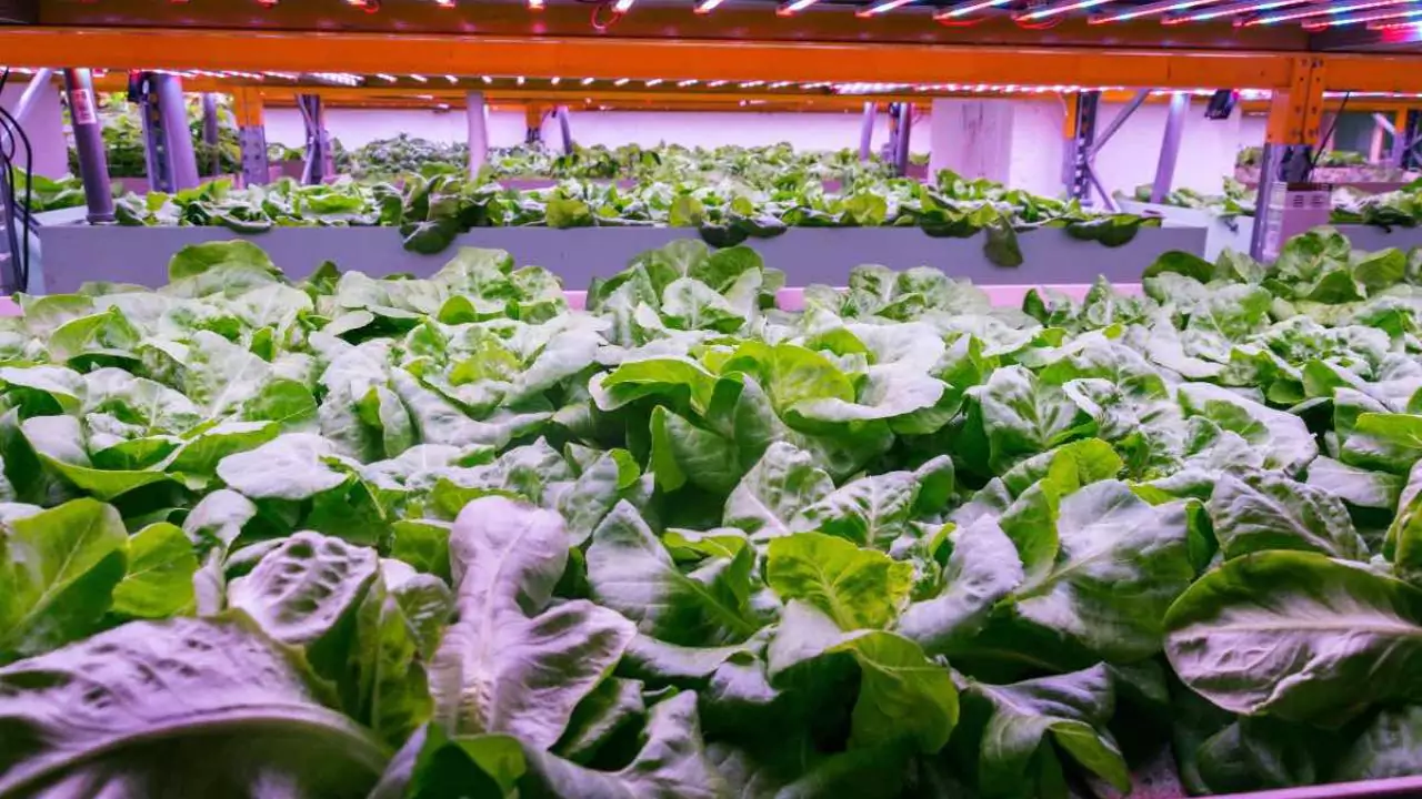 Does Aquaponics Need Sunlight