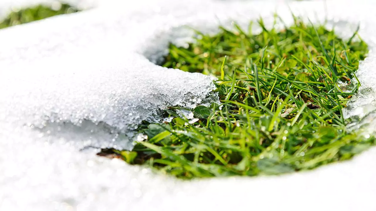 Is It Better to Leave Your Lawn Long or Short For Winter? 1 Short grass for winter
