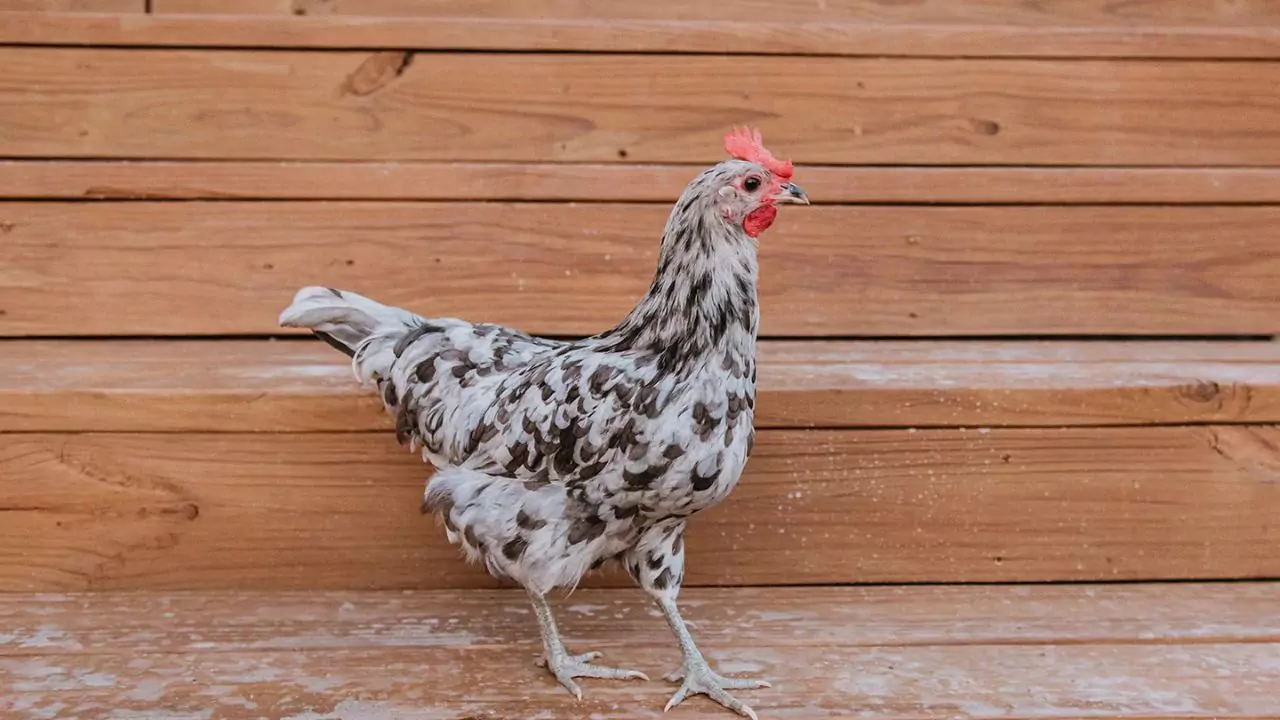 Silverudd Blue chicken