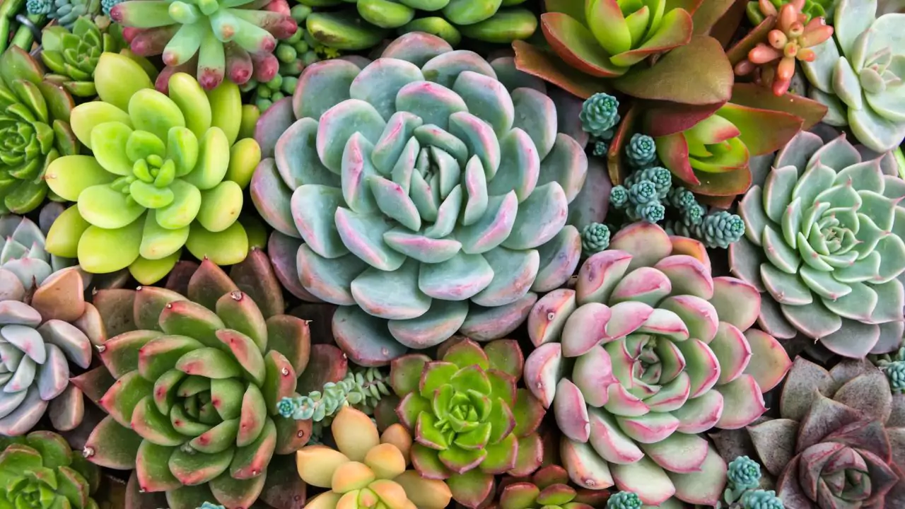 21 Succulent Bowl Planting Design Ideas 8 Single focal Succulent