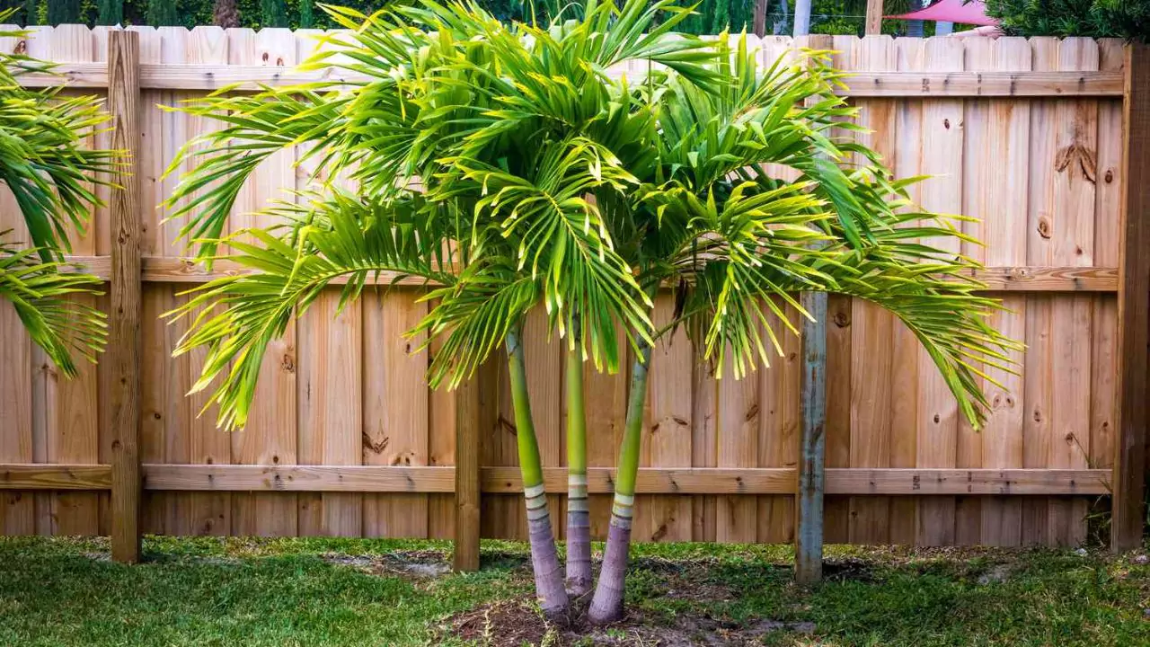 What Temperature Will Kill a Palm Tree 1 Small Palm trees