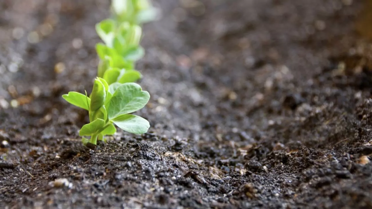 Do You Need To Flush Organic Soil? 2 Soil Requirement