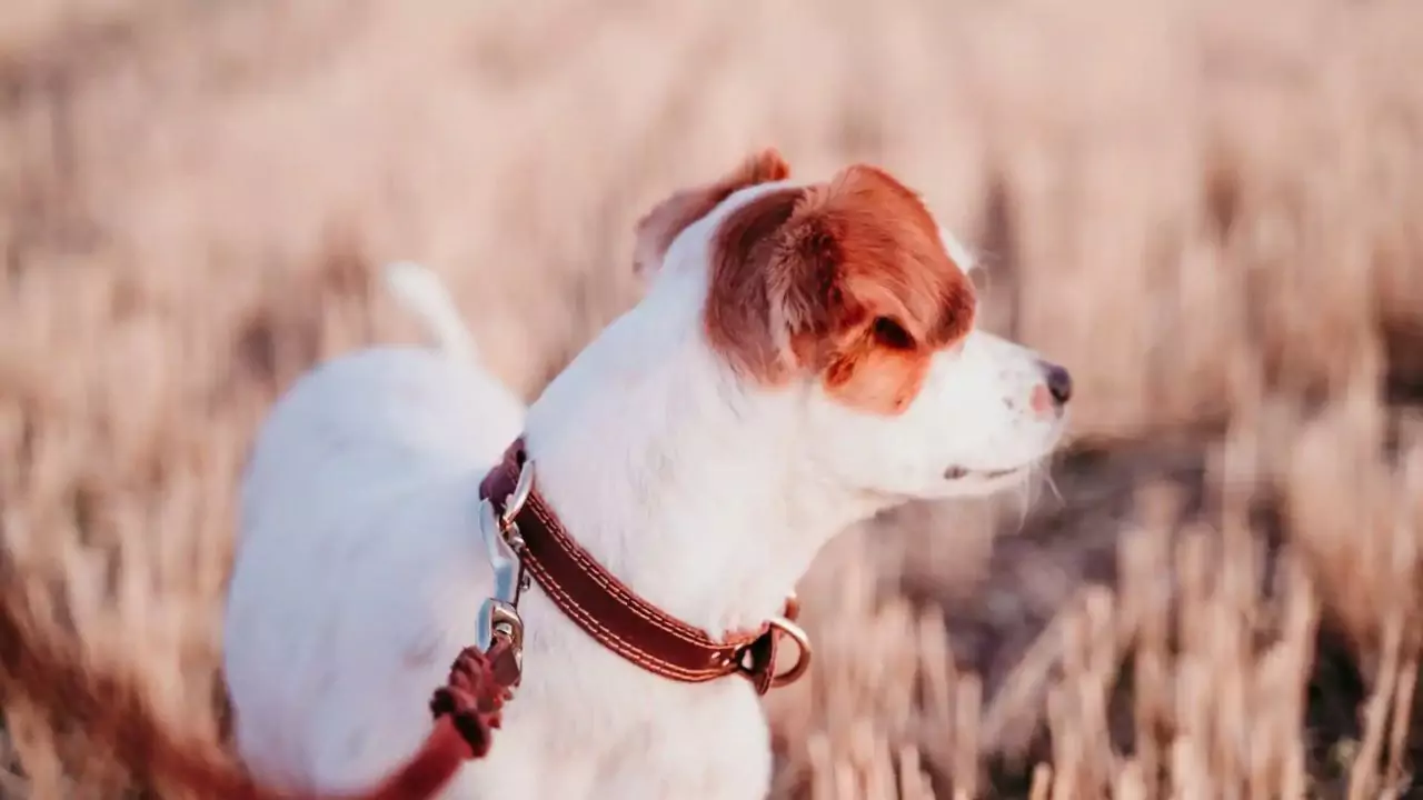 Do Robotic Mowers Have Issues With Dog Fences