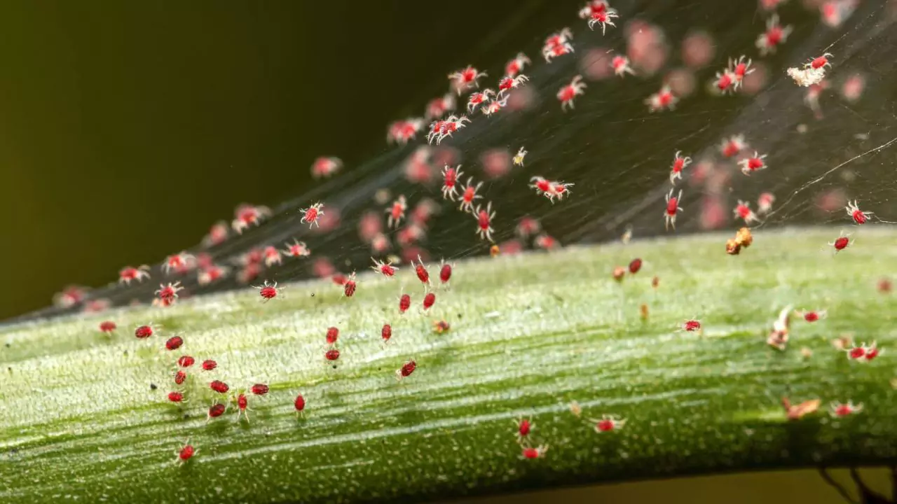 Spider mites