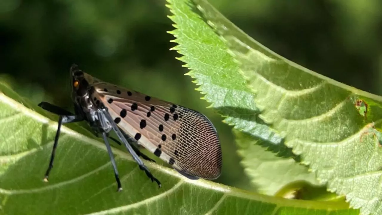 Spotted Lanternflies an invasive species