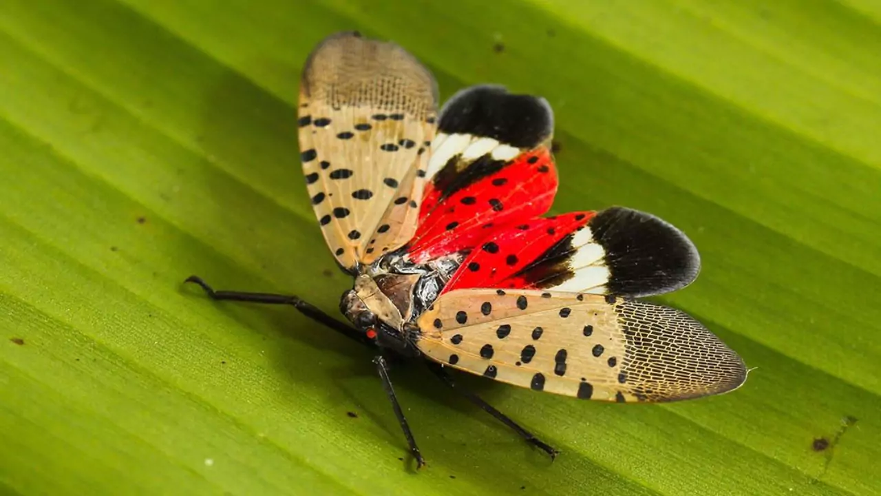 Spotted Lanternfly Treatment