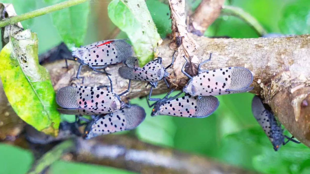 Spotted Lanternfly problem 1