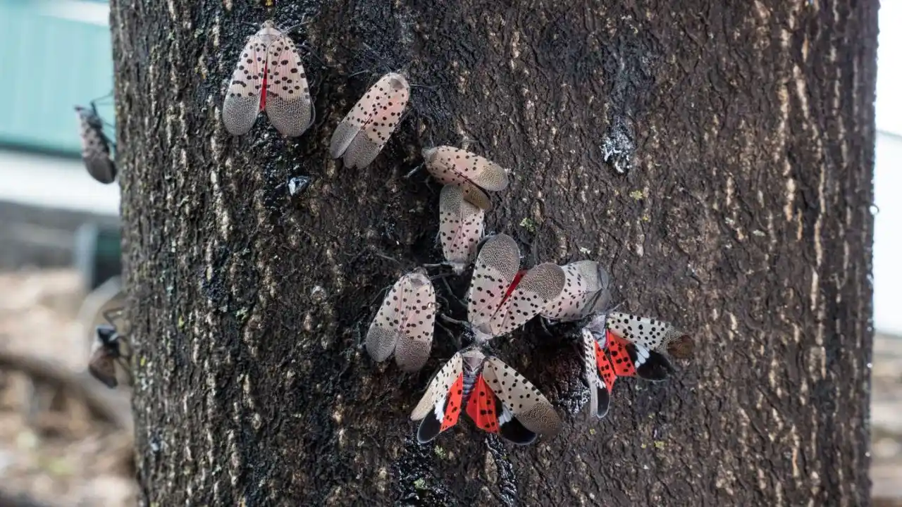 Why Are Spotted Lanternfly Bad? 6 Spotted Lanternfly problem