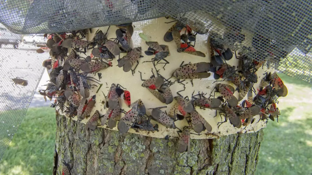 Spotted Lanternfly traps 1