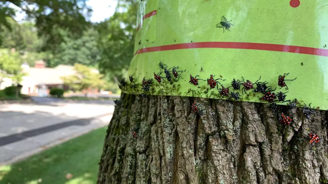 Why Are Spotted Lanternfly Bad? 3 Spotted Lanternfly traps