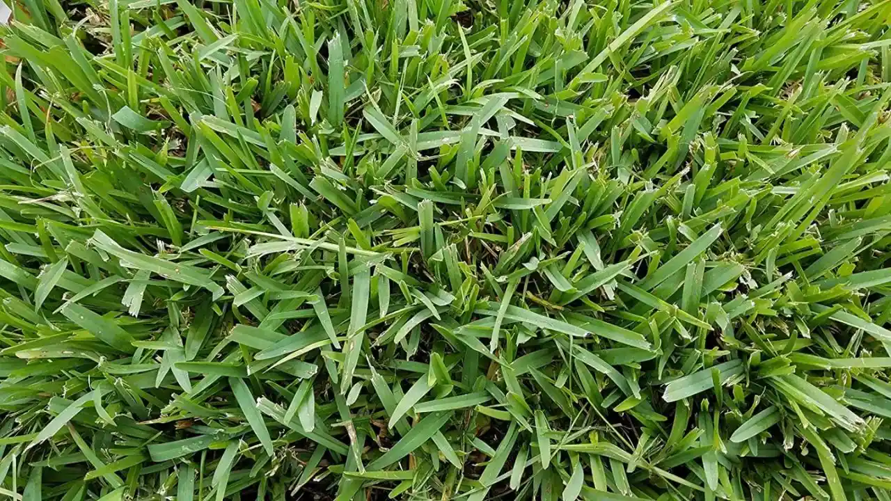 Is Your St Augustine Grass Turning Yellow? (This Maybe Why) 2 St Augustine grass Iron deficiency