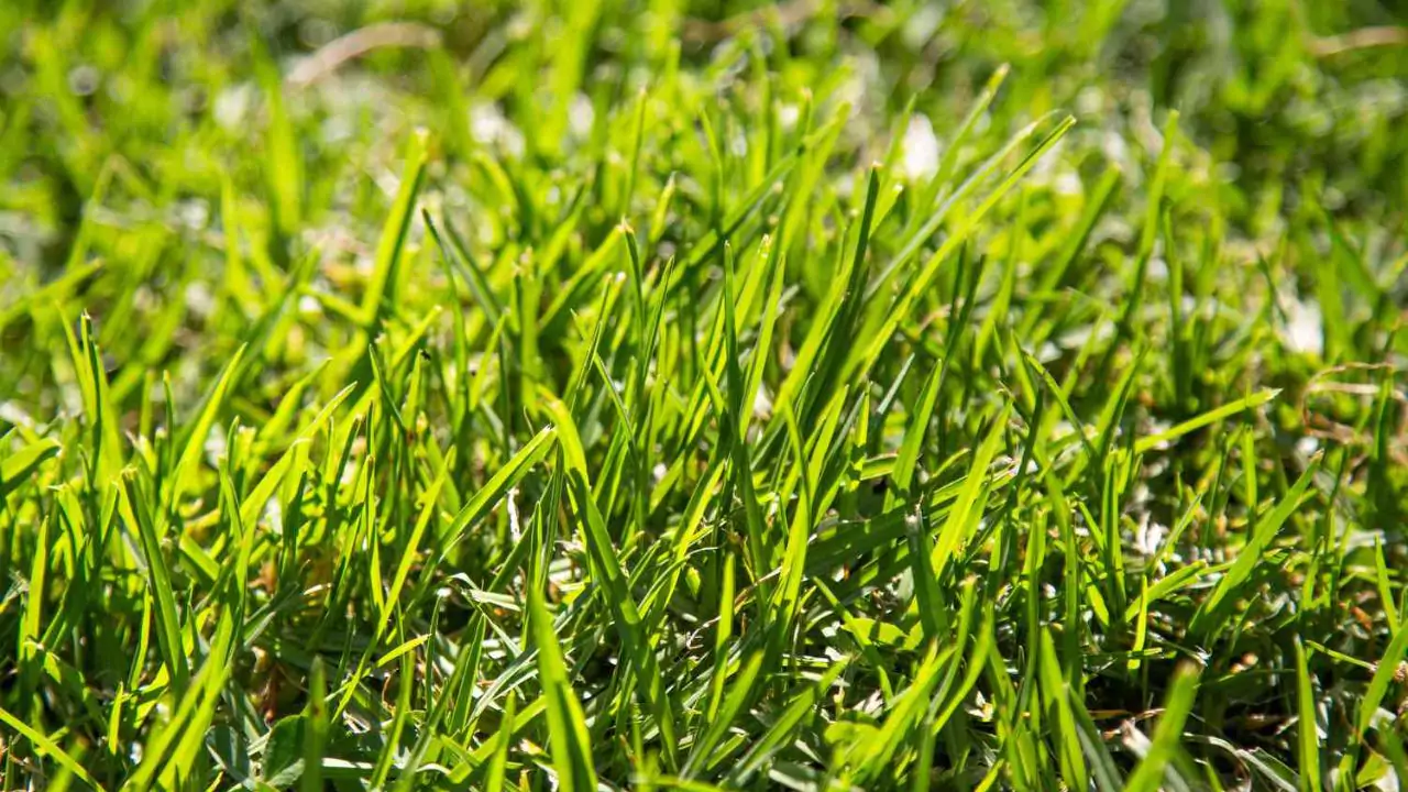 What Does Nitrogen Do for Lawns