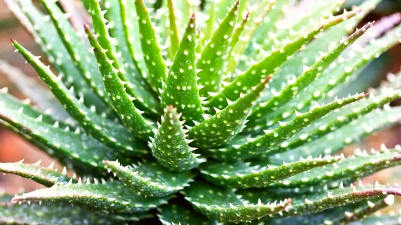 21 Succulent Bowl Planting Design Ideas 6 Succulent spikes