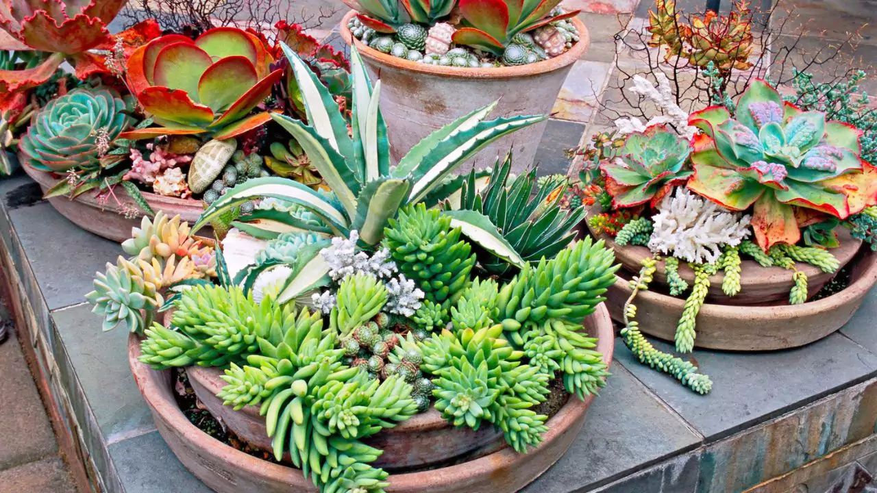 21 Succulent Bowl Planting Design Ideas