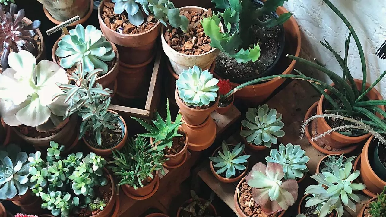 Do Succulents Go Dormant in Winter? 5 Succulents