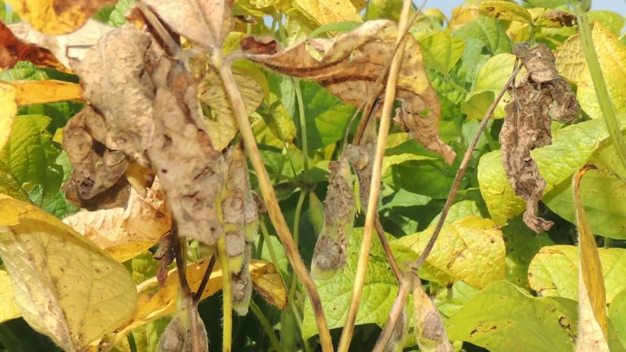 What Does Nitrogen Do for Lawns? (Simple Explanation) 3 Symptoms of nitrogen deficiency