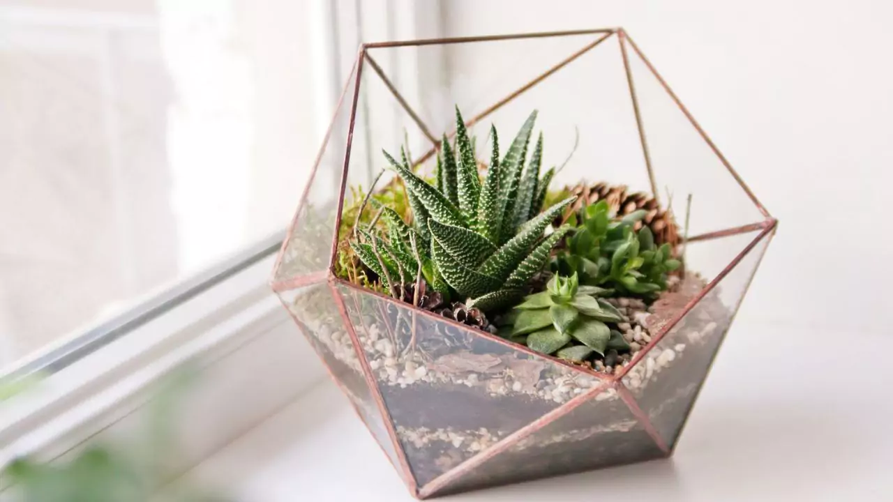 21 Succulent Bowl Planting Design Ideas 19 Terrarium succulents