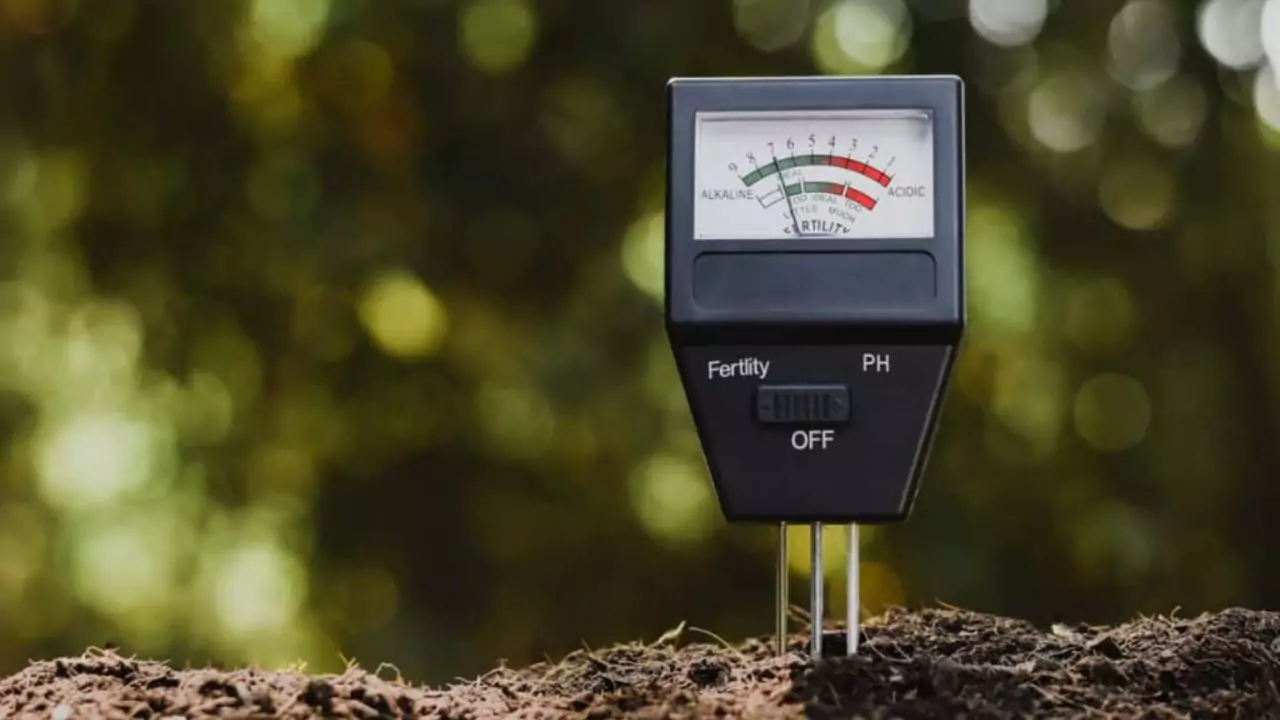 Best Soil For Chili Plants