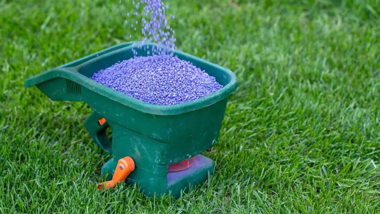The best temperature for fertilizing a lawn 1