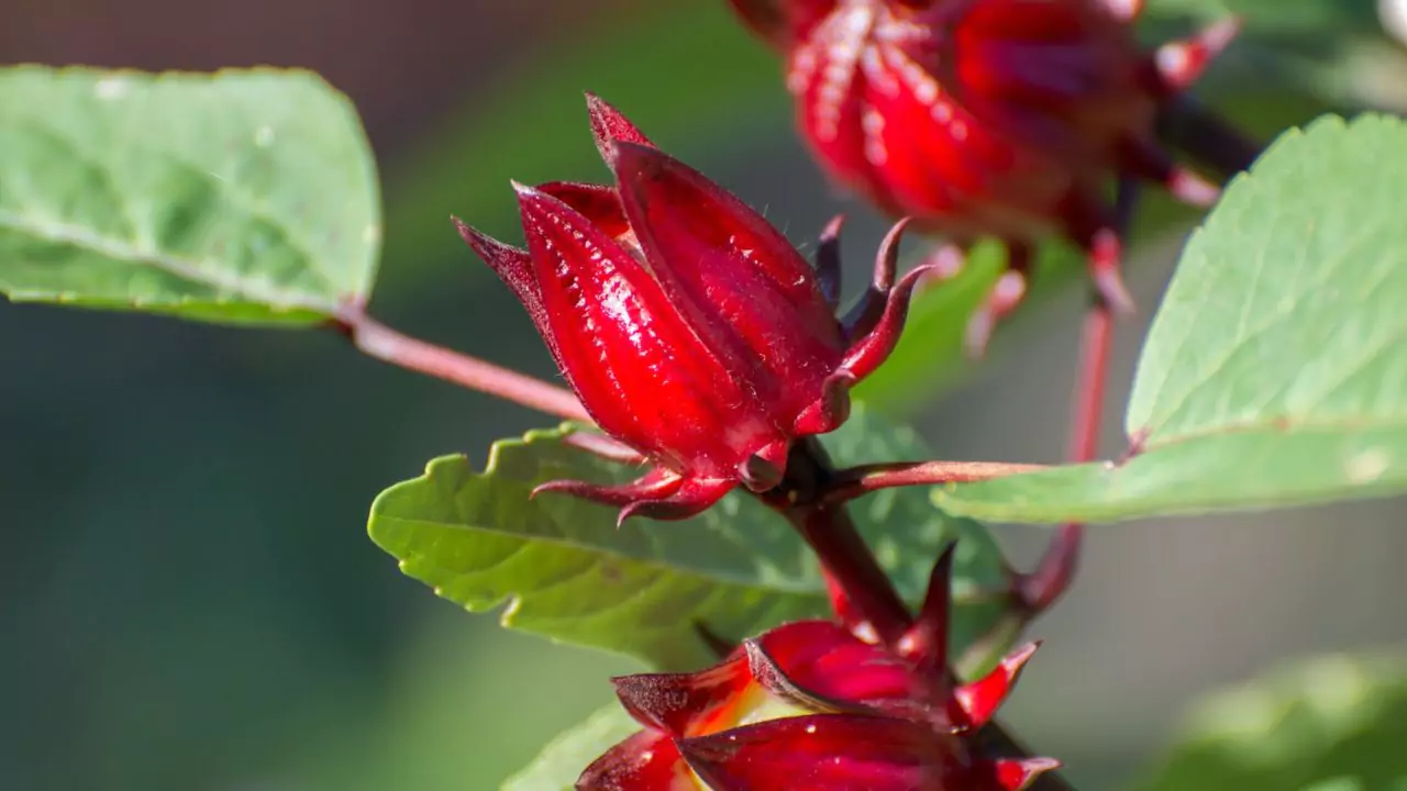 Tips for growing Roselle plant 1