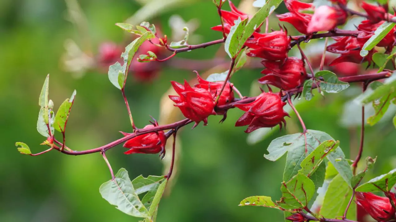 Growers Guide For Roselle Plant