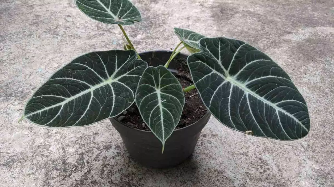 Tips for pruning Alocasia Black Velvet